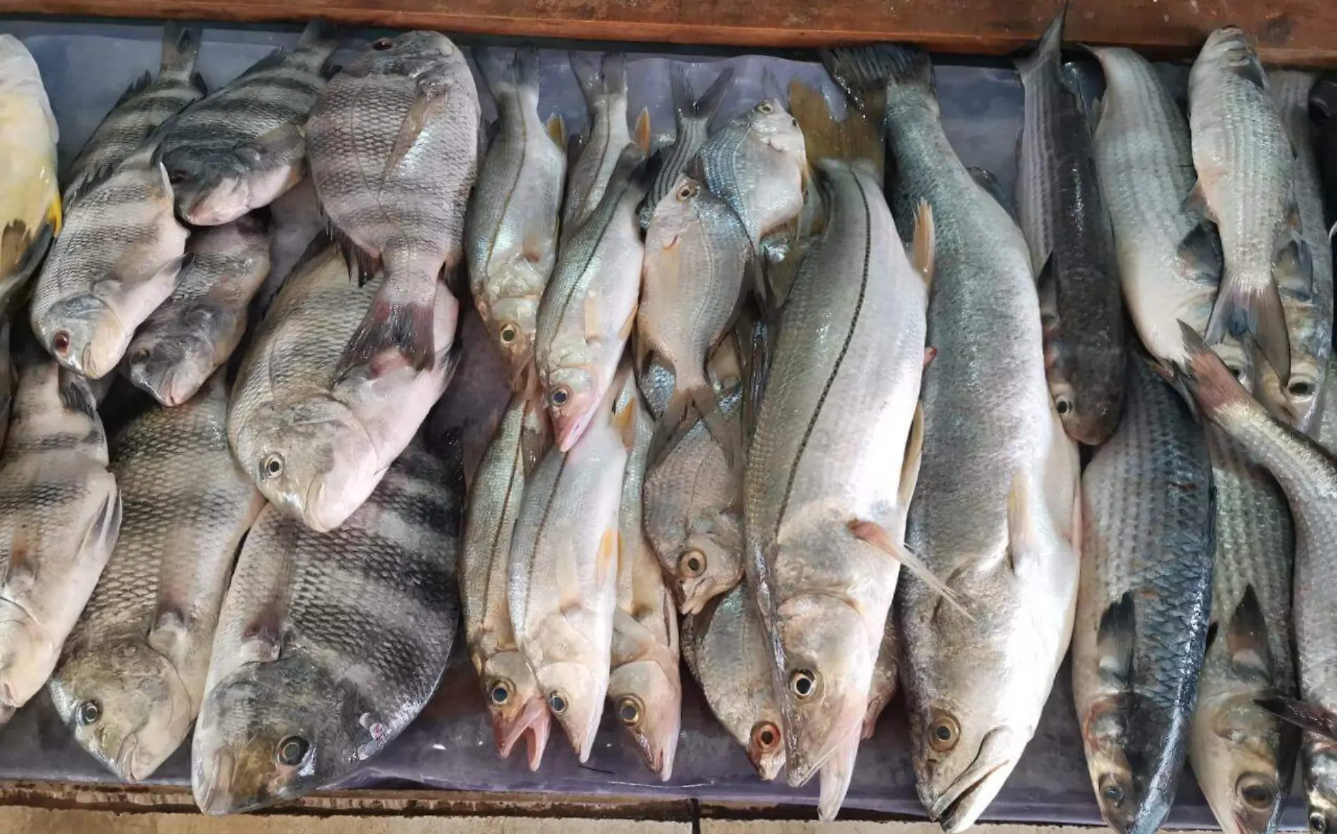 Escasean los llamados pescados finos de mar en mercados de Tamaulipas y norte de Veracruz 